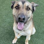 Toro is a Shepherd, German/Mixed Breed (Medium).