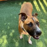 Tito is a Terrier, Pit Bull.
