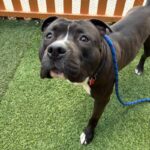 Humble is a Terrier, Pit Bull/Mixed Breed (Large).