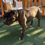 Humble is a Terrier, Pit Bull/Mixed Breed (Large).