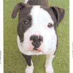 Oreo is a Terrier, American Staffordshire.
