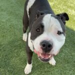 Oreo is a Terrier, American Staffordshire.