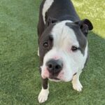 Oreo is a Terrier, American Staffordshire.