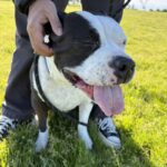 Oreo is a Terrier, American Staffordshire.
