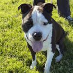 Oreo is a Terrier, American Staffordshire.