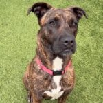 Lucy is a Terrier, Pit Bull.