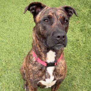 Lucy is a Terrier, Pit Bull.