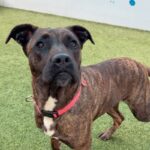Lucy is a Terrier, Pit Bull.