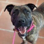 Lucy is a Terrier, Pit Bull.