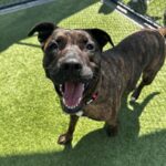 Lucy is a Terrier, Pit Bull.