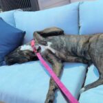 Lucy is a Terrier, Pit Bull.