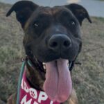 Lucy is a Terrier, Pit Bull.