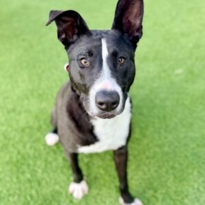 Lenny is a Terrier, Pit Bull.