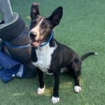 Lenny is a Terrier, Pit Bull.