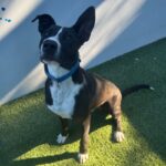 Lenny is a Terrier, Pit Bull.