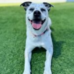 Pebbles is a Pointer.