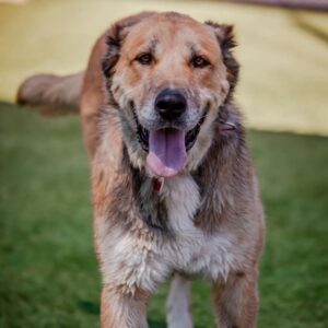 Scarlett is a Shepherd, Anatolian.
