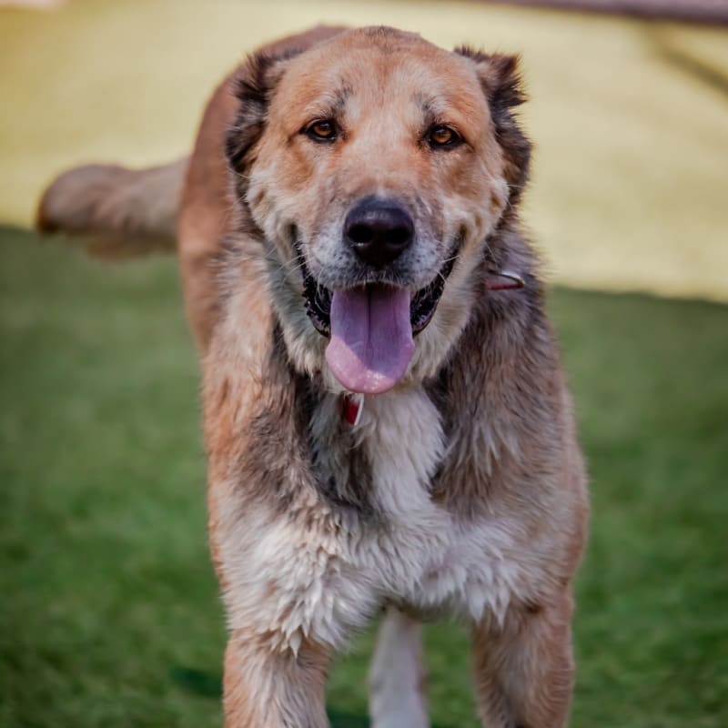 Scarlett is a Shepherd, Anatolian.