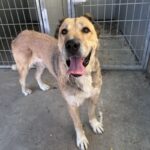 Scarlett is a Shepherd, Anatolian.