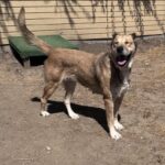 Scarlett is a Shepherd, Anatolian.