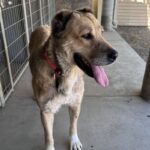 Scarlett is a Shepherd, Anatolian.