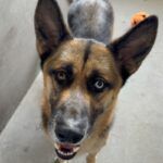 Courage is a Shepherd, German/Mixed Breed (Large).