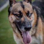 Courage is a Shepherd, German/Mixed Breed (Large).
