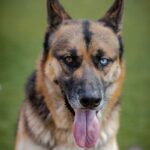 Courage is a Shepherd, German/Mixed Breed (Large).