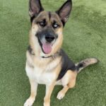 Courage is a Shepherd, German/Mixed Breed (Large).