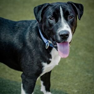 Alvee is a Terrier, Pit Bull.
