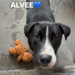 Alvee is a Terrier, Pit Bull.