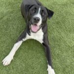 Alvee is a Terrier, Pit Bull.