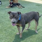 Possum is a Terrier, Pit Bull.