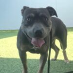 Possum is a Terrier, Pit Bull.