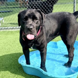 Juniper is a Retriever, Black Labrador/Mixed Breed (Large).