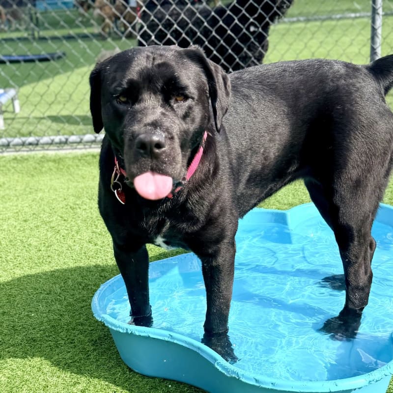 Juniper is a Retriever, Black Labrador/Mixed Breed (Large).
