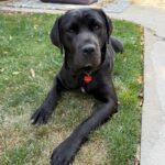 Juniper is a Retriever, Black Labrador/Mixed Breed (Large).