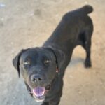 Juniper is a Retriever, Black Labrador/Mixed Breed (Large).