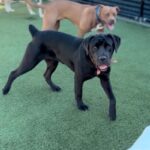 Juniper is a Retriever, Black Labrador/Mixed Breed (Large).
