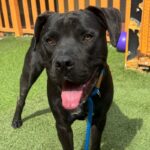 Stanley is a Terrier, Pit Bull/Mixed Breed (Large).