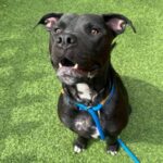 Stanley is a Terrier, Pit Bull/Mixed Breed (Large).