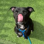 Stanley is a Terrier, Pit Bull/Mixed Breed (Large).