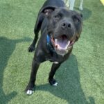 Stanley is a Terrier, Pit Bull/Mixed Breed (Large).