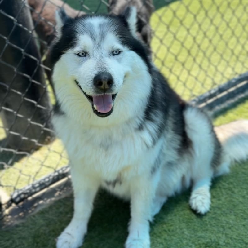 Joshua/mochi is a Malamute, Alaskan/Mixed Breed (Large).