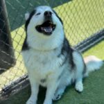 Joshua/mochi is a Malamute, Alaskan/Mixed Breed (Large).