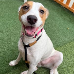 Sandy is a Retriever, Labrador/Mixed Breed (Medium).
