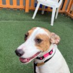 Sandy is a Retriever, Labrador/Mixed Breed (Medium).
