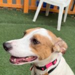 Sandy is a Retriever, Labrador/Mixed Breed (Medium).