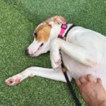 Sandy is a Retriever, Labrador/Mixed Breed (Medium).