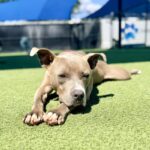 Frankie is a Terrier, Pit Bull.